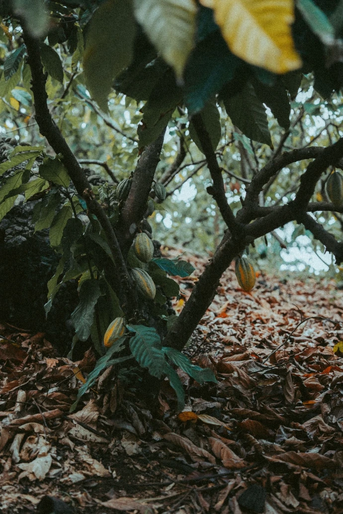 Regenerative Cacao Farm